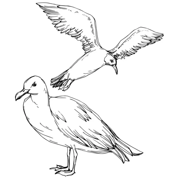 Niebo ptak Seagull w dzikiej przyrody. Czarno-biała grawerowana sztuka atramentu. Izolowany element ilustracji. — Wektor stockowy