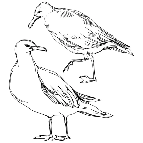 Gaviota pájaro cielo en una vida silvestre. Tinta grabada en blanco y negro. Elemento ilustrativo de gaviota aislada . — Vector de stock