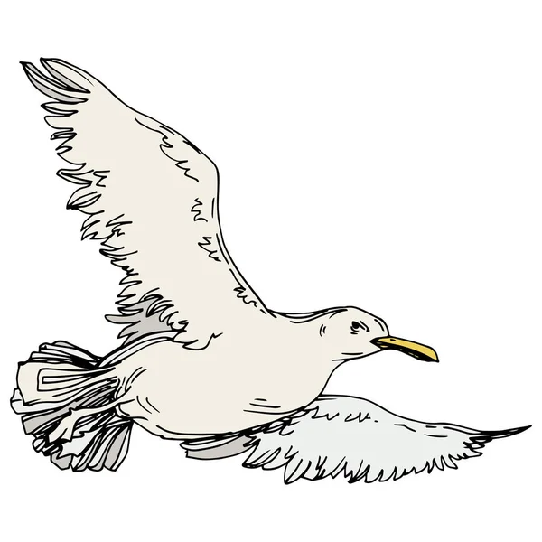 Gaviota pájaro cielo en una vida silvestre. Tinta grabada en blanco y negro. Elemento ilustrativo de gaviota aislada . — Vector de stock