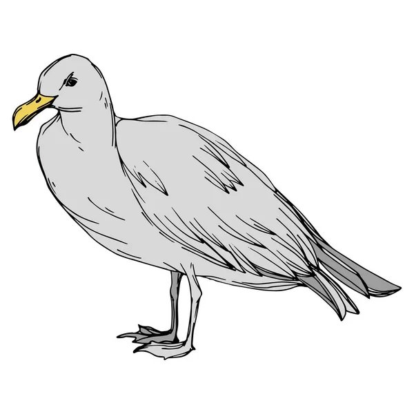 Gaviota pájaro cielo en una vida silvestre. Tinta grabada en blanco y negro. Elemento ilustrativo de gaviota aislada . — Vector de stock