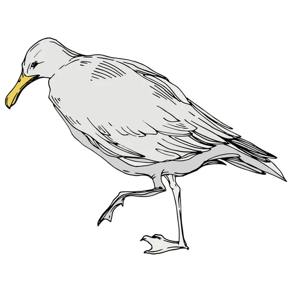 Γλάρος πουλιών σε μια άγρια ζωή. Μαύρο και άσπρο χαραγμένο μελάνι τέχνης. Μεμονωμένο στοιχείο εικονογράφησης γλάρου. — Διανυσματικό Αρχείο