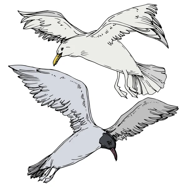 Sky Bird Seagull i ett djurliv. Svart och vit graverad bläck konst. Isolerad Gull illustration element. — Stock vektor