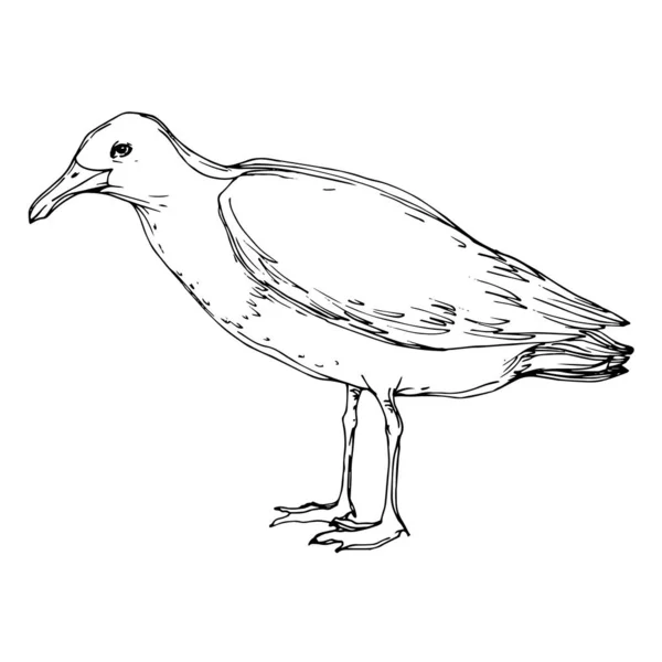 Vector Sky Bird Seagull i ett djurliv. Svart och vit graverad bläck konst. Isolerad Seagull illustration element. — Stock vektor