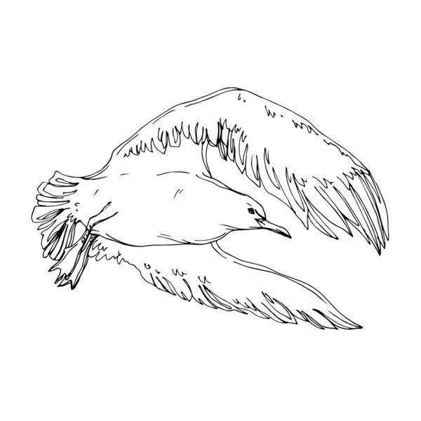 Vektor Himmelsvogel Möwe in einer Tierwelt. Schwarz-weiß gestochene Tuschekunst. isoliertes Möwenillustrationselement. — Stockvektor