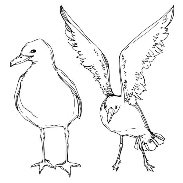 Vector Sky vogel zeemeeuw in een Wildlife. Zwart-wit gegraveerd Ink Art. Geïsoleerde Seagull illustratie element. — Stockvector