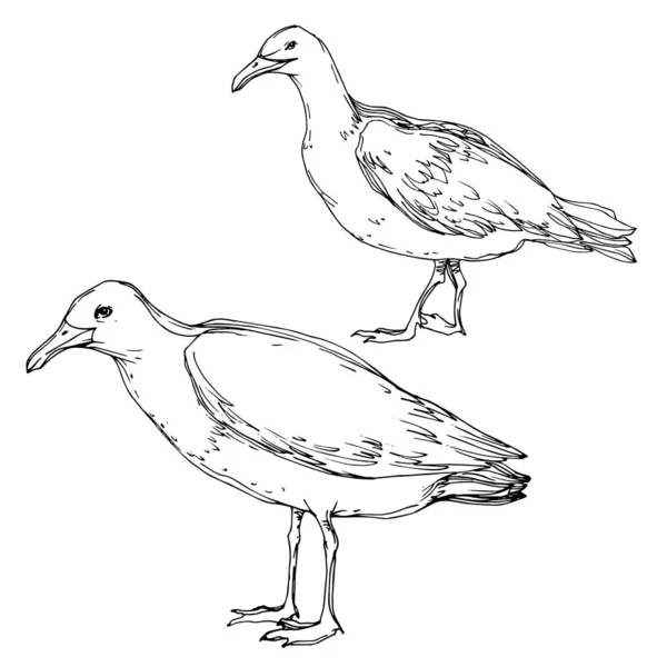 Vector niebo ptak Seagull w dzikiej przyrody. Czarno-biała grawerowana sztuka atramentu. Mewa na białym tle element ilustracji. — Wektor stockowy