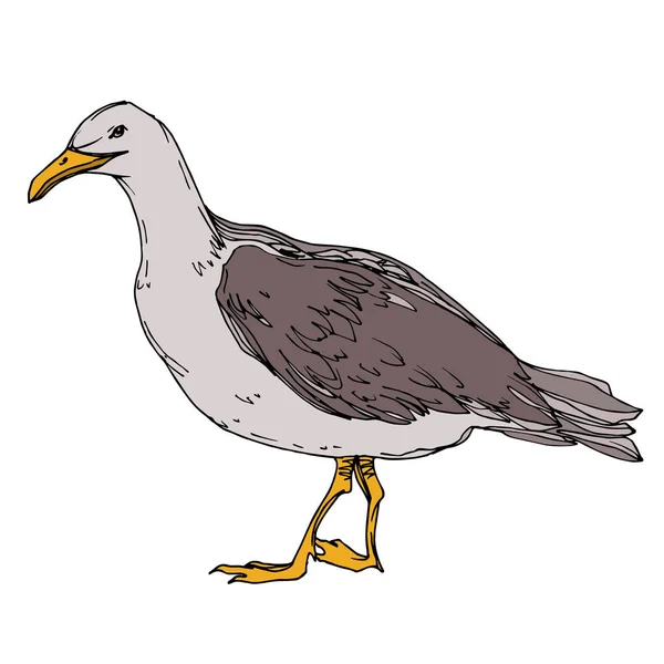 Vector Sky Bird Seagull i ett djurliv. Svart och vit graverad bläck konst. Isolerad Seagull illustration element. — Stock vektor