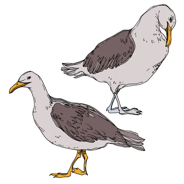 Vector Sky Bird Seagull i ett djurliv. Svart och vit graverad bläck konst. Isolerad Seagull illustration element. — Stock vektor