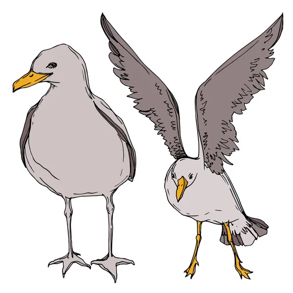 Vector niebo ptak Seagull w dzikiej przyrody. Czarno-biała grawerowana sztuka atramentu. Mewa na białym tle element ilustracji. — Wektor stockowy