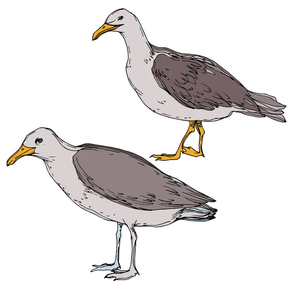 Vector niebo ptak Seagull w dzikiej przyrody. Czarno-biała grawerowana sztuka atramentu. Mewa na białym tle element ilustracji. — Wektor stockowy