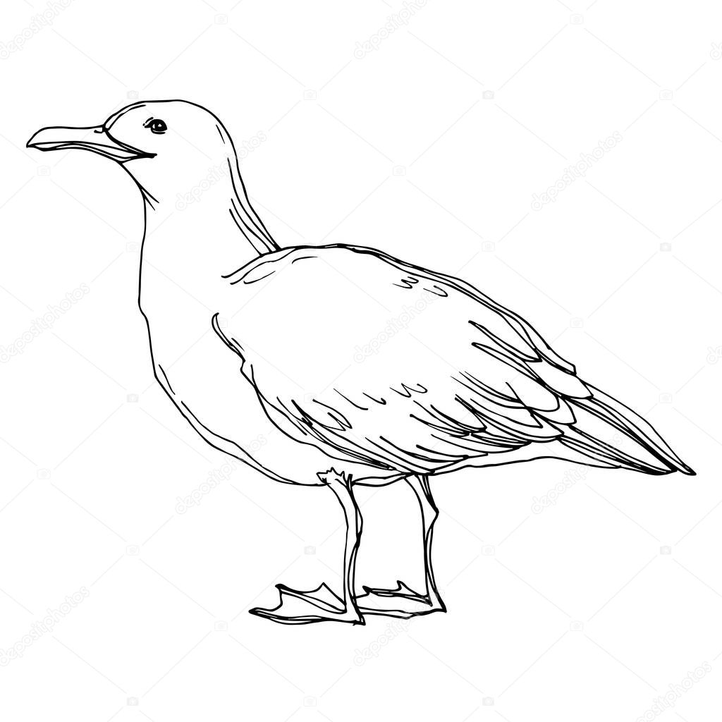 Vector Sky bird seagull in a wildlife isolated. Black and white engraved ink art. Isolated seagull illustration element.