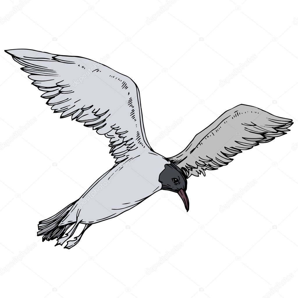 Sky bird seagull in a wildlife. Black and white engraved ink art. Isolated gull illustration element.