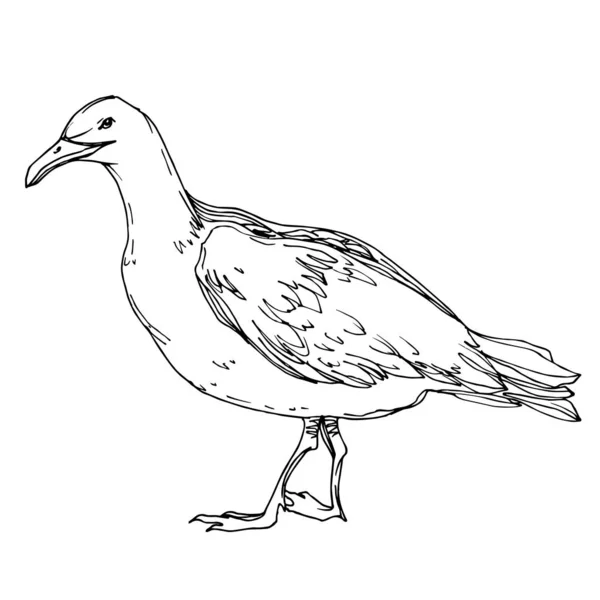 Векторная чайка в дикой природе. Черно-белый рисунок чернил. Изолированный элемент иллюстрации чайки . — стоковый вектор