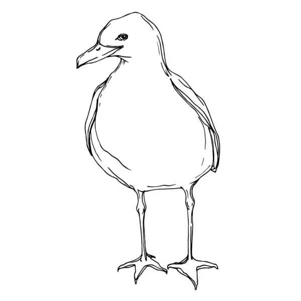 Vector Oiseau céleste mouette dans une faune sauvage. Encre gravée en noir et blanc. Élément d'illustration isolé de mouette . — Image vectorielle