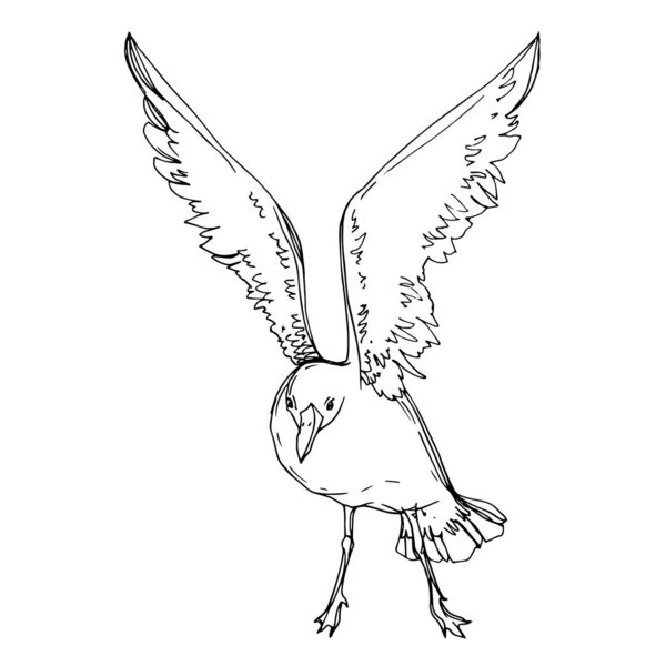 Vector Sky bird seagull in a wildlife. Black and white engraved ink art. Isolated seagull illustration element.