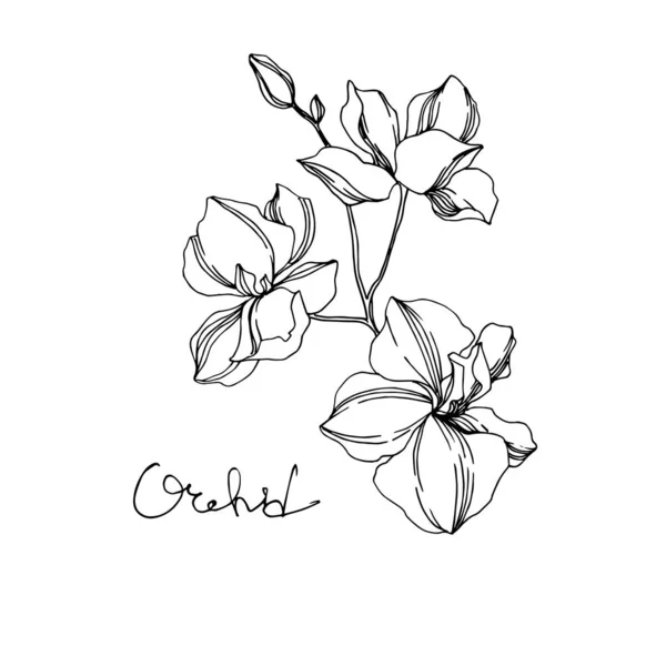 Vector Orchid Bunga botani. Seni tinta berukiran hitam dan putih. Unsur ilustrasi anggrek yang terisolasi . - Stok Vektor
