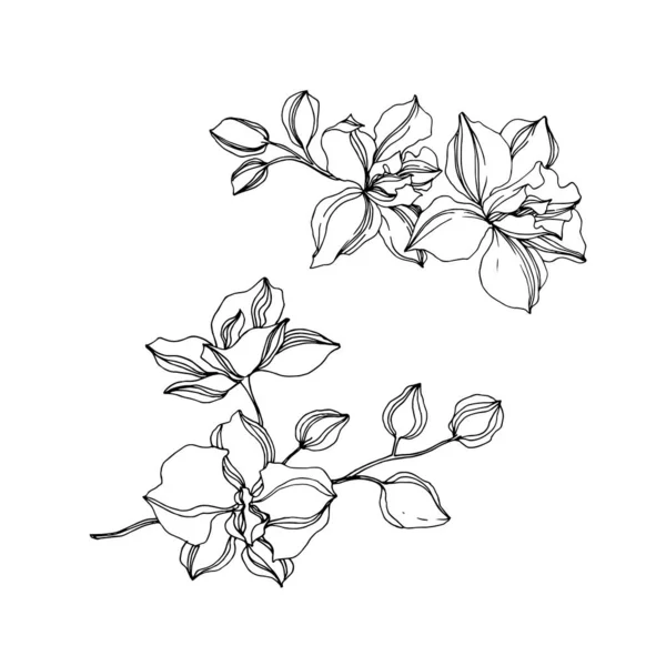 Vector Orchid Bunga botani. Seni tinta berukiran hitam dan putih. Unsur ilustrasi anggrek yang terisolasi . - Stok Vektor