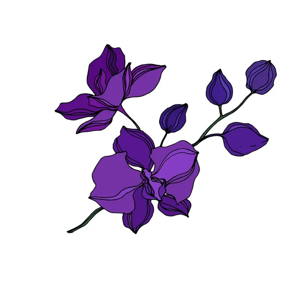 矢量兰花植物花。黑色和紫色雕刻油墨艺术。独立兰花插图元素. — 图库矢量图片