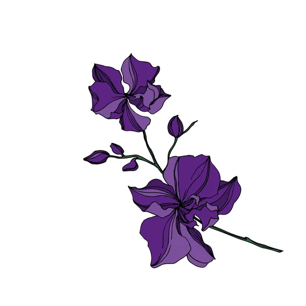 Vektorové orchideje květinové botanické květiny. Černý a fialový ryzovaný inkoust. Izolované orchideje, ilustrace. — Stockový vektor