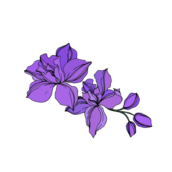 Vector Orchid kwiatowe kwiaty botaniczne. Czarna i fioletowa grawerowana sztuka atramentu. Element ilustracji na białym tle orchidei. — Wektor stockowy