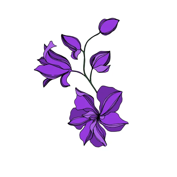 Fleurs botaniques florales d'orchidée de vecteur. Encre gravée noire et violette. Élément d'illustration d'orchidées isolées . — Image vectorielle