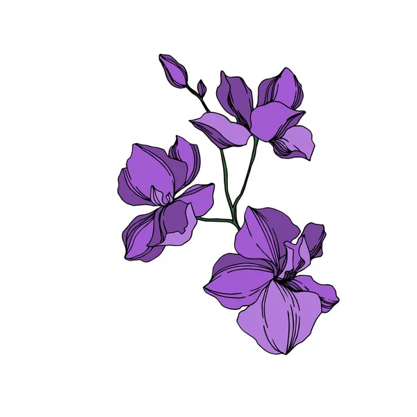 Vector orchidee bloemen botanische bloemen. Zwart en paars gegraveerd Ink Art. Geïsoleerde orchideeën illustratie element. — Stockvector