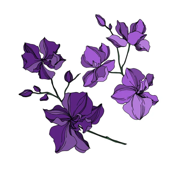 Vector Orchid kwiatowe kwiaty botaniczne. Czarna i fioletowa grawerowana sztuka atramentu. Element ilustracji na białym tle orchidei. — Wektor stockowy