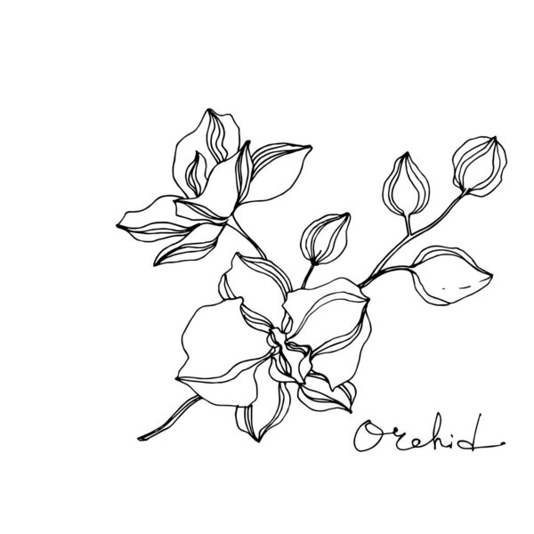 Vector Orchid floral botanical flowers. Black and white engraved ink art. Isolated orchids illustration element.