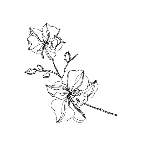 Fleurs botaniques florales d'orchidée de vecteur. Encre gravée en noir et blanc. Élément d'illustration d'orchidées isolées . — Image vectorielle