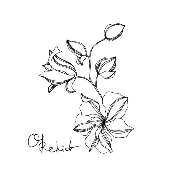 Vektör Orkide çiçek botanik çiçekler. Siyah ve beyaz oyulmuş mürekkep sanatı. İzole orkide illüstrasyon elemanı. — Stok Vektör