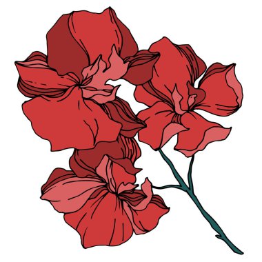 Vektör Orkide çiçek botanik çiçekler. Siyah ve beyaz oyulmuş mürekkep sanatı. İzole orkide illüstrasyon elemanı.