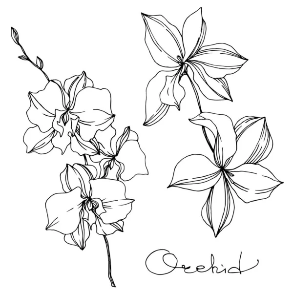 Vektorové orchideje květinové botanické květiny. Černé a bílé ryté inkoustem. Izolované orchideje, ilustrace. — Stockový vektor