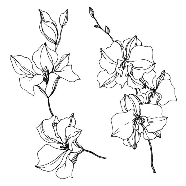 Цветки векторной орхидеи. Черно-белый рисунок чернил. Изолированный элемент иллюстрации орхидей . — стоковый вектор