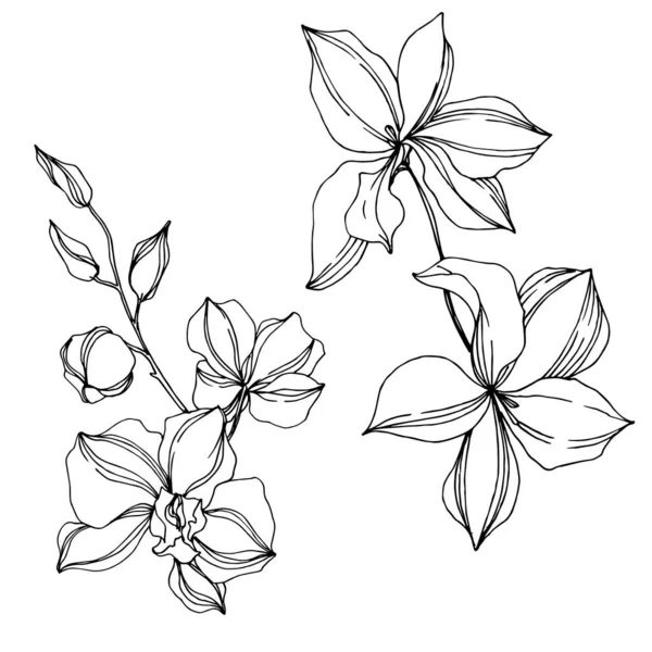 벡터 난초 꽃 식물 꽃입니다. 흑백 잉크 아트가 새겨져 있습니다. 절연 된 오초 그림 요소. — 스톡 벡터