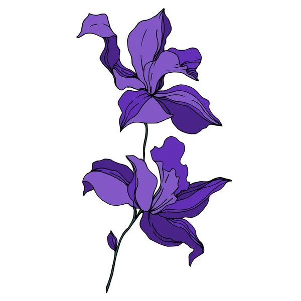 Vector orchidee bloemen botanische bloemen. Zwart-wit gegraveerd Ink Art. Geïsoleerde orchideeën illustratie element. — Stockvector