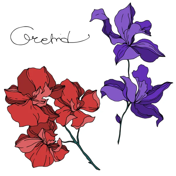Vector Orchid flores botânicas florais. Tinta gravada a preto e branco. Elemento de ilustração isolado das orquídeas . —  Vetores de Stock