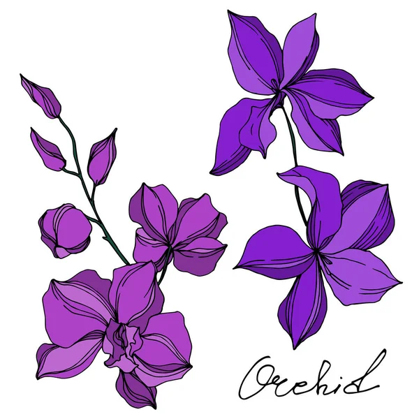Цветки векторной орхидеи. Черно-белый рисунок чернил. Изолированный элемент иллюстрации орхидей . — стоковый вектор