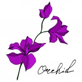 Vektorové orchideje květinové botanické květiny. Černé a bílé ryté inkoustem. Izolované orchideje, ilustrace.
