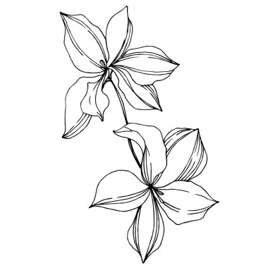 Vektör Orkide çiçek botanik çiçekler. Siyah ve beyaz oyulmuş mürekkep sanatı. İzole orkide illüstrasyon elemanı.