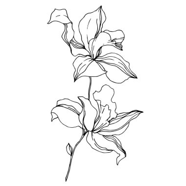 Vector Orchid floral botanical flowers. Black and white engraved ink art. Isolated orchids illustration element. clipart