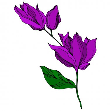 Vektör Orkide çiçek botanik çiçekler. Siyah ve beyaz oyulmuş mürekkep sanatı. İzole orkide illüstrasyon elemanı.