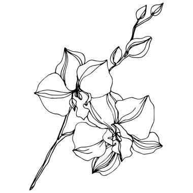 Vector Orchid floral botanical flowers. Black and white engraved ink art. Isolated orchids illustration element. clipart
