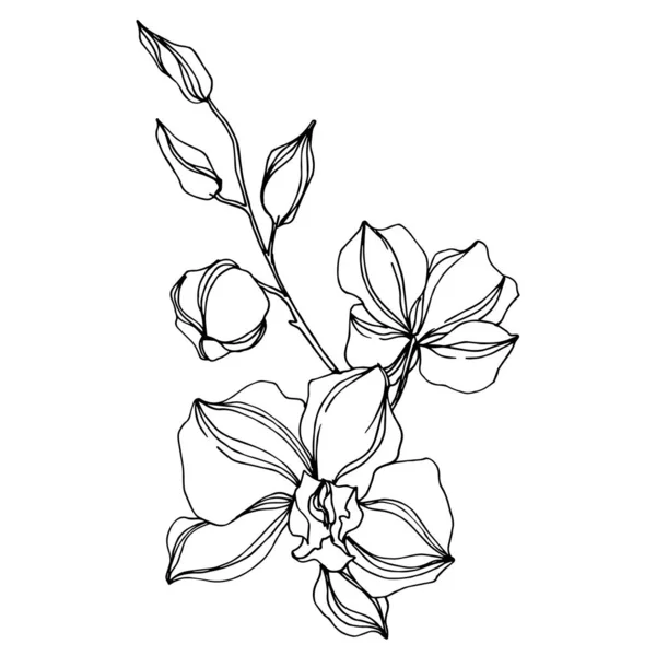 벡터 난초 꽃 식물 꽃입니다. 흑백 잉크 아트가 새겨져 있습니다. 절연 된 오초 그림 요소. — 스톡 벡터