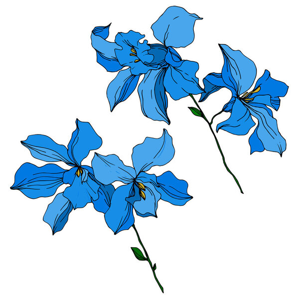 Vector Orchid floral botanical flowers. Black and white engraved ink art. Isolated orchids illustration element.