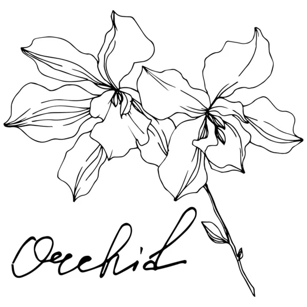 Fiori botanici floreali del Orchid del vettore. Inchiostro inciso in bianco e nero art. Elemento di illustrazione isolata delle orchidee . — Vettoriale Stock