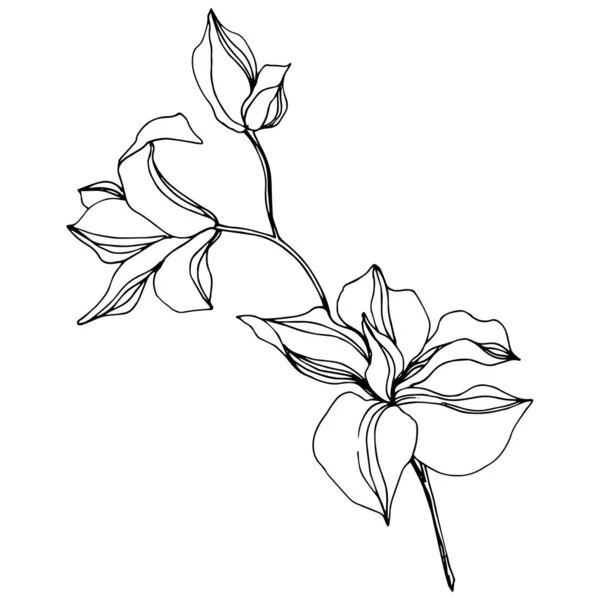 Floral βοτανικό λουλούδια. Μαύρο και άσπρο χαραγμένο μελάνι τέχνης. Μεμονωμένο στοιχείο απεικόνισης ορχιδέες. — Διανυσματικό Αρχείο