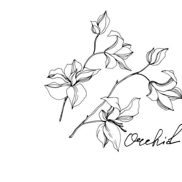 Цветки векторной орхидеи. Черно-белый рисунок чернил. Изолированный элемент иллюстрации орхидей
.