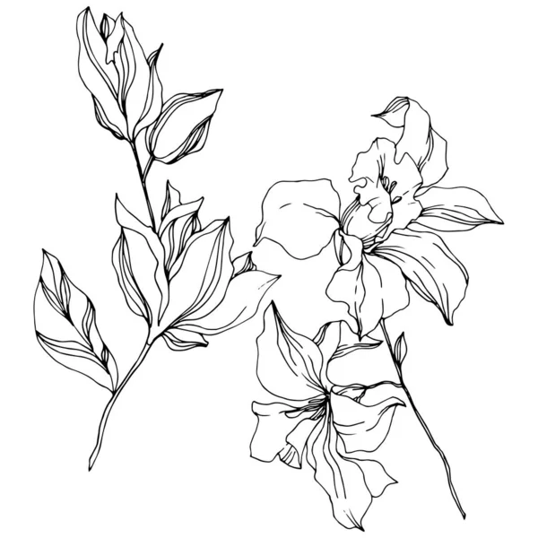 Fiori botanici floreali del Orchid del vettore. Inchiostro inciso in bianco e nero art. Elemento di illustrazione isolata delle orchidee . — Vettoriale Stock
