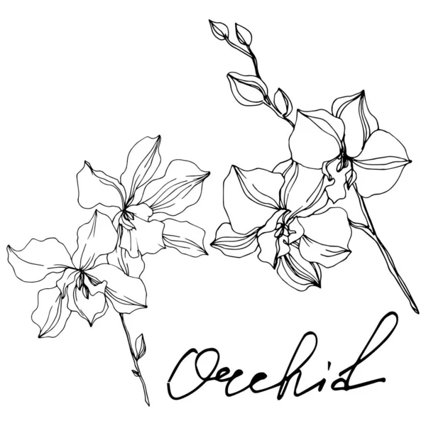矢量兰花植物花。黑白雕刻水墨艺术。独立兰花插图元素. — 图库矢量图片