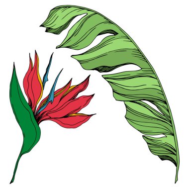 Vektör Palmiye plaj ağacı orman çiçekleri bırakır. Siyah ve beyaz oyulmuş mürekkep sanatı. İzole çiçek illüstrasyon elemanı.